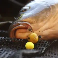 Karp z haczykiem w pysku, obok przynęta. Widać, na co bierze karp, gdy jest głodny.