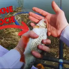 Karaś na spławik: Kompletny poradnik sprzęt, zanęta, technika