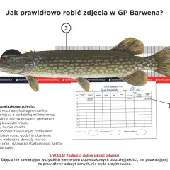 Szczupak na miarce z zaznaczonym wymiarem ochronnym węgorza 52 cm. Obok karta zawodnika z wpisanymi danymi.