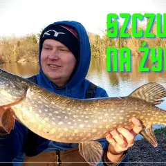 Nęcenie szczupaka: sprawdzone metody i przepisy na sukces