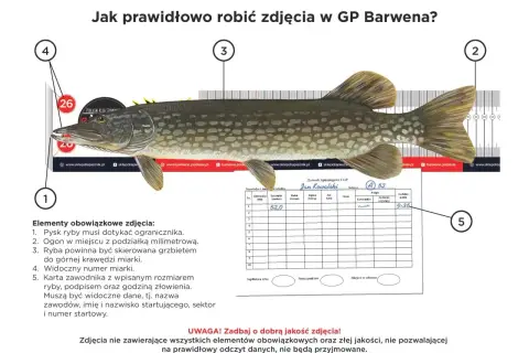 Szczupak na miarce z zaznaczonym wymiarem ochronnym węgorza 52 cm. Obok karta zawodnika z wpisanymi danymi.