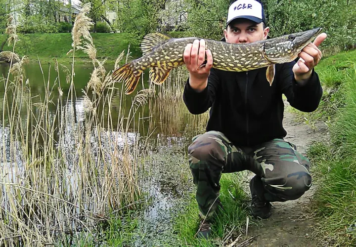 Wędkarz prezentuje okazałego szczupaka złowionego na spinning. Wskazówki, jak łowić szczupaki na spinning, są tu widoczne w praktyce.