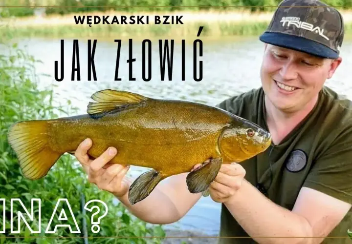 Jak łowić lina na spławik? Sprawdzone metody i porady