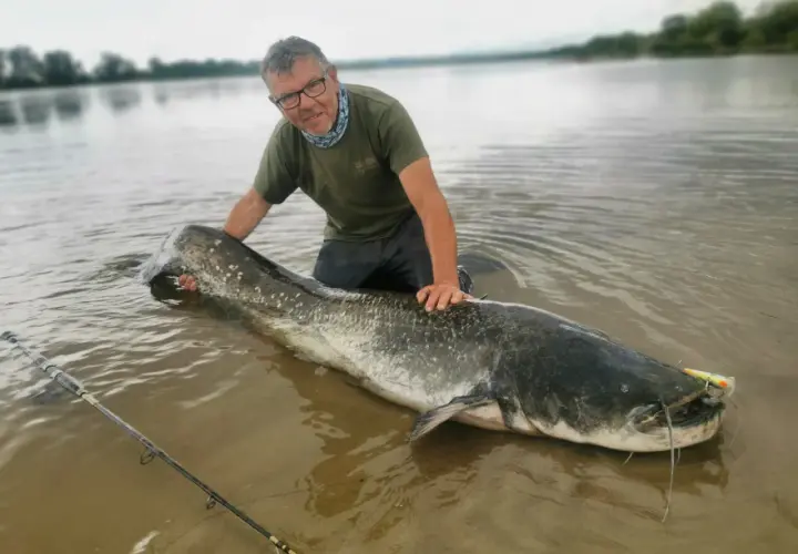 Mężczyzna z ogromnym sumem na płytkiej wodzie. Pokazuje, jak złowić suma, trzymając go za ogon. Wędka leży obok.