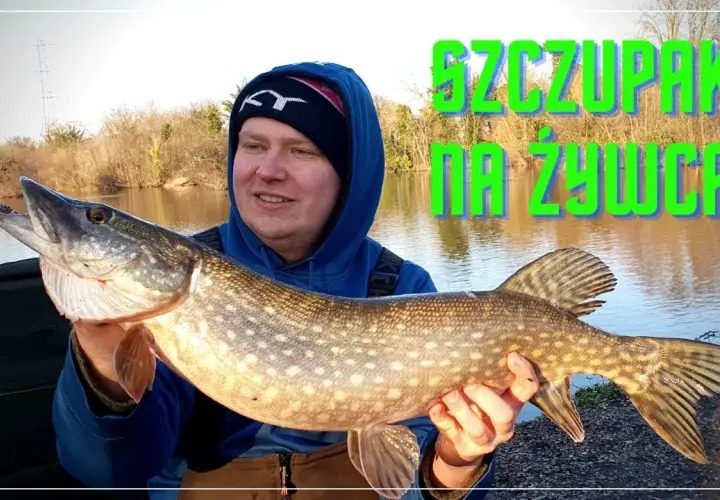 Nęcenie szczupaka: sprawdzone metody i przepisy na sukces