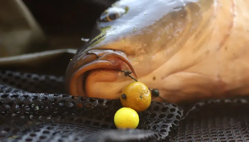 Karp z haczykiem w pysku, obok przynęta. Widać, na co bierze karp, gdy jest głodny.