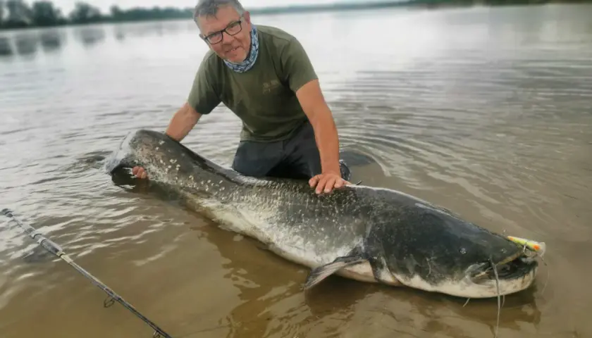 Mężczyzna z ogromnym sumem na płytkiej wodzie. Pokazuje, jak złowić suma, trzymając go za ogon. Wędka leży obok.