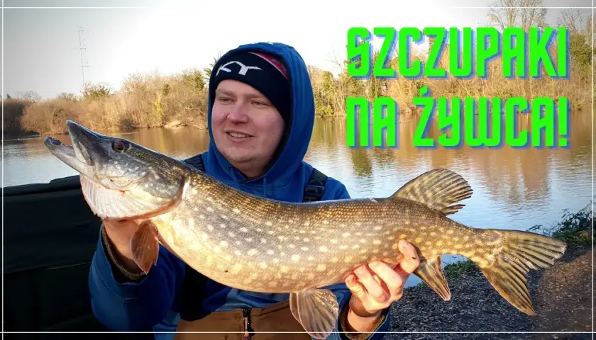 Nęcenie szczupaka: sprawdzone metody i przepisy na sukces