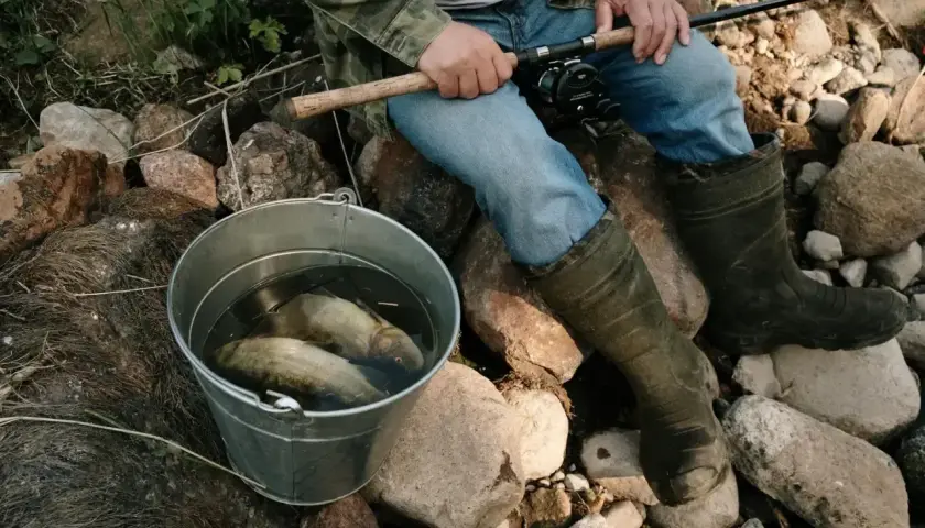 Wiadro z rybami i wędkarz w gumowcach. Czy to okres ochronny lina?