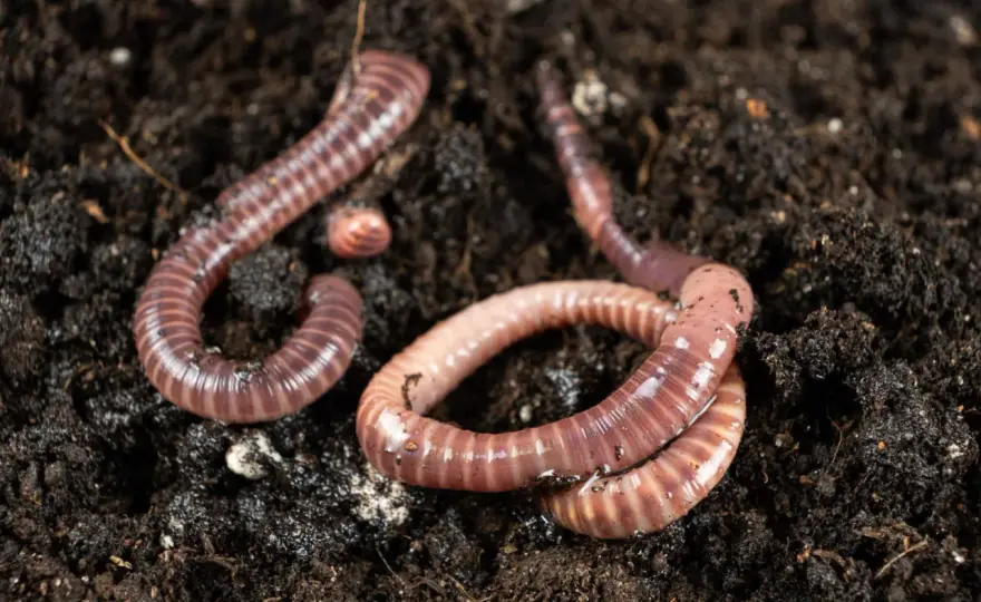 Czerwone robaki na ryby - kiedy działają najlepiej?
