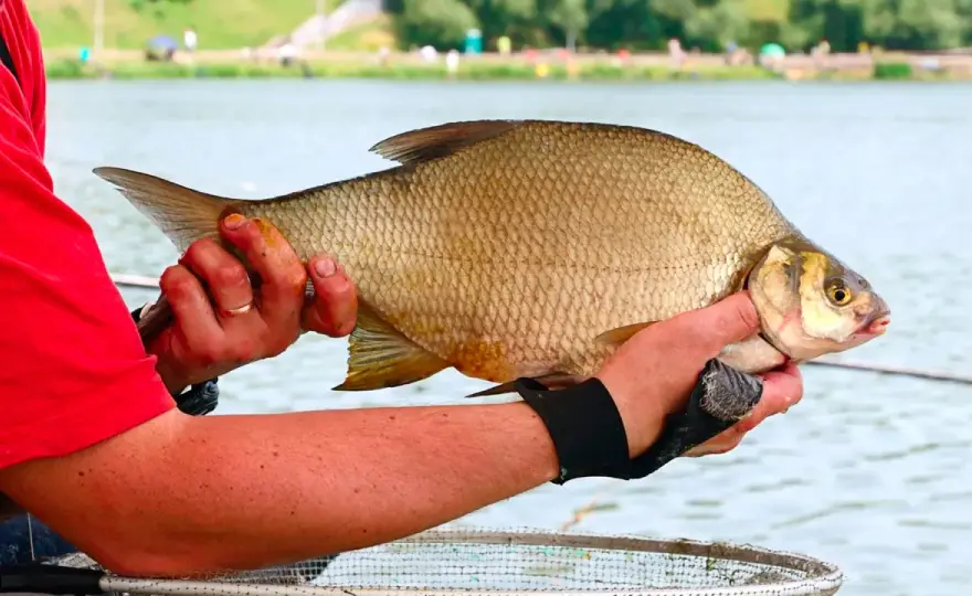 Okres ochronny leszcza - co naprawdę wolno nad wodą?