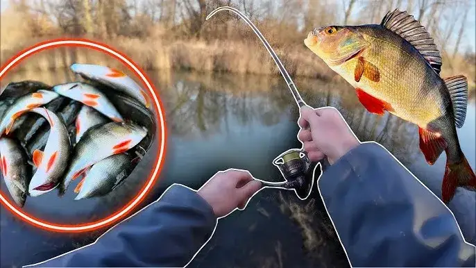 wędkarz spinningowy zimą okoń