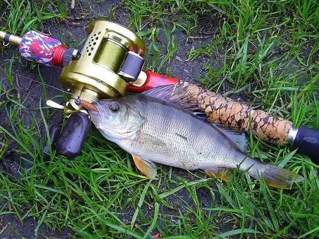 Wędkarz spinningista z plecionką w naturalnym otoczeniu
