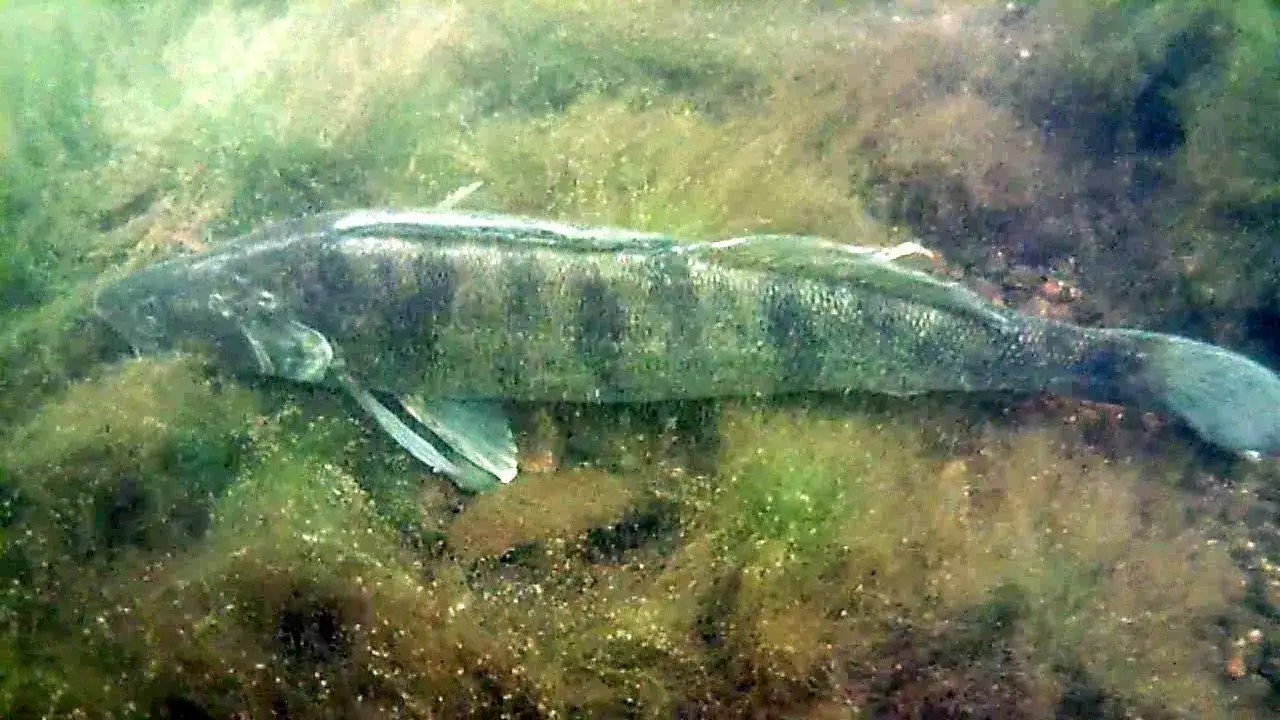 sandacz pod wodą